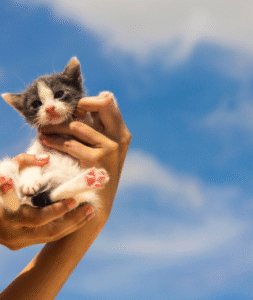 Adopting Cats 1 253x300
