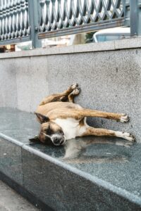 Busra Salkim DTFnVYUmpJ4 Unsplash 1 200x300
