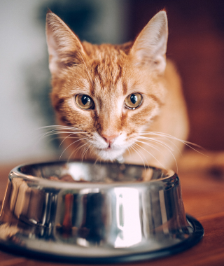 Alimentación saludable para gatos