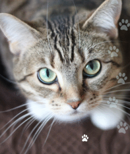 Gato En Adopcion 2 253x300
