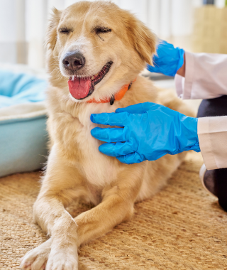Vacunación canina