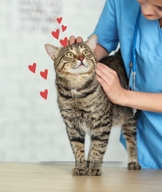 Chequeo veterinario felino