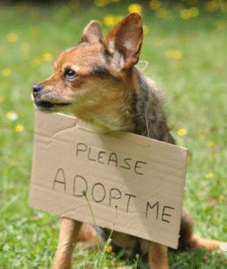 Adopt Me 3 253x300
