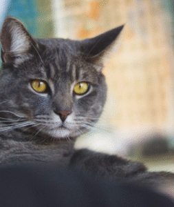 Gato Adopcion 7 253x300