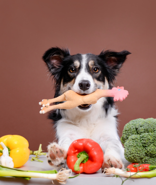 Perro comiendo feliz