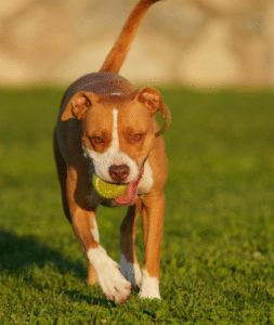 Pitbull 2 4 253x300